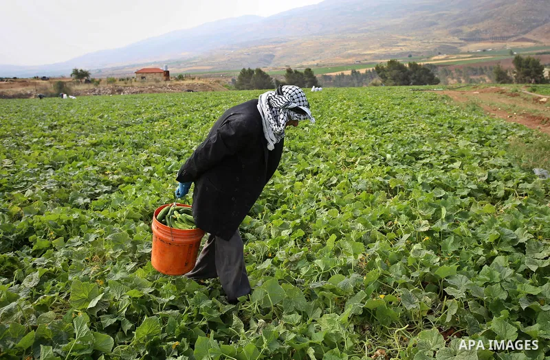 A picture taken on May 1, 2017 shows a Palestinian man harvests cucumber in a field in the West Bank village of Nasariya east of Nablus. Photo by Ayman Ameen