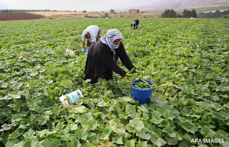 A picture taken on May 1, 2017 shows Palestinian farmers harvest cucumber in a field in the West Bank village of Nasariya east of Nablus. Photo by Ayman Ameen