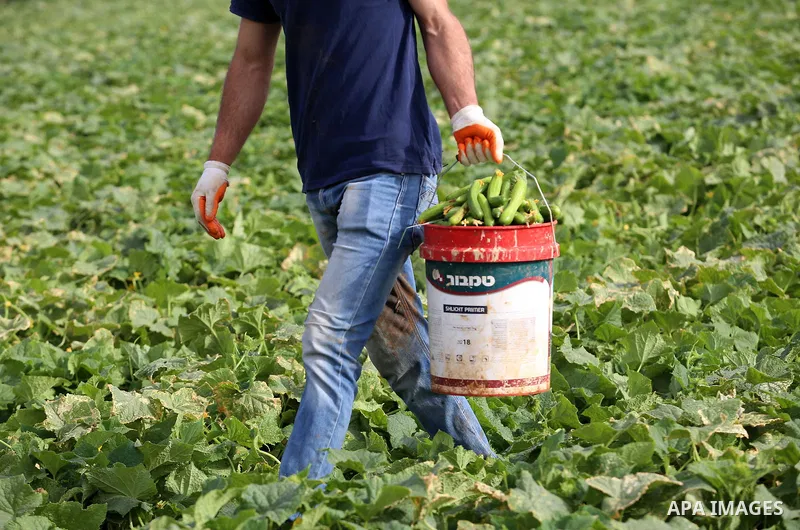 A picture taken on May 1, 2017 shows a Palestinian man harvests cucumber in a field in the West Bank village of Nasariya east of Nablus. Photo by Ayman Ameen