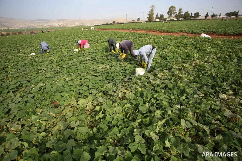 A picture taken on May 1, 2017 shows Palestinian farmers harvest cucumber in a field in the West Bank village of Nasariya east of Nablus. Photo by Ayman Ameen