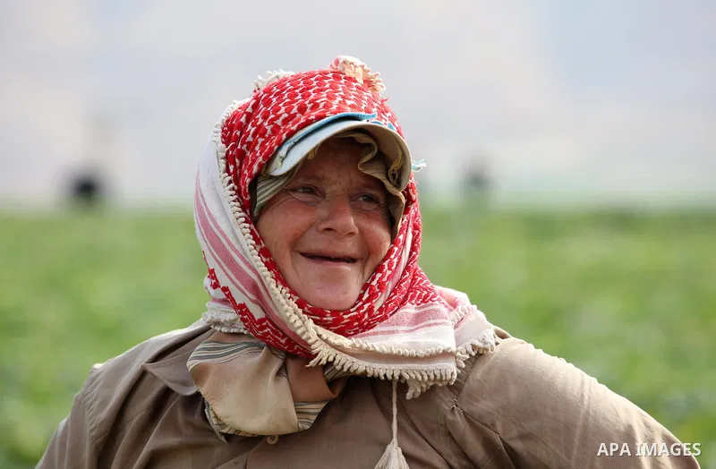 A picture taken on May 1, 2017 shows a Palestinian woman harvests cucumber in a field in the West Bank village of Nasariya east of Nablus. Photo by Ayman Ameen