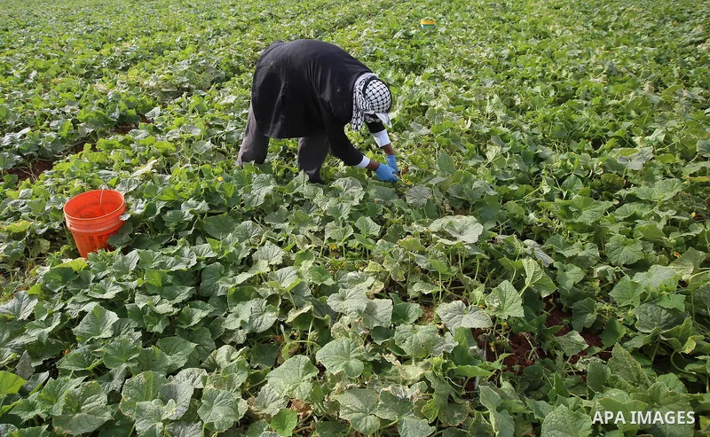 A picture taken on May 1, 2017 shows a Palestinian man harvests cucumber in a field in the West Bank village of Nasariya east of Nablus. Photo by Ayman Ameen