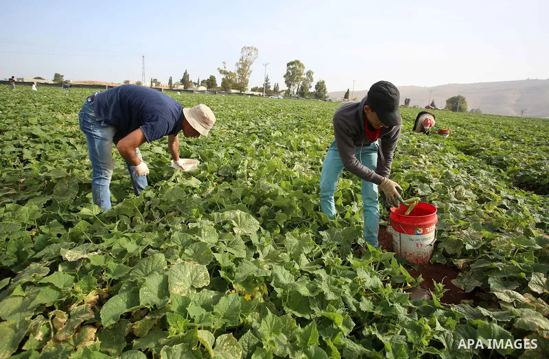 A picture taken on May 1, 2017 shows Palestinian farmers harvest cucumber in a field in the West Bank village of Nasariya east of Nablus. Photo by Ayman Ameen