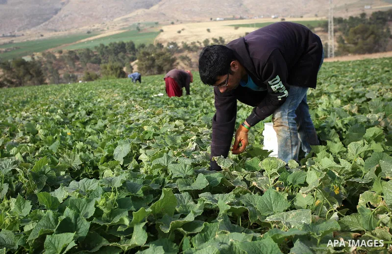 A picture taken on May 1, 2017 shows Palestinian farmers harvest cucumber in a field in the West Bank village of Nasariya east of Nablus. Photo by Ayman Ameen