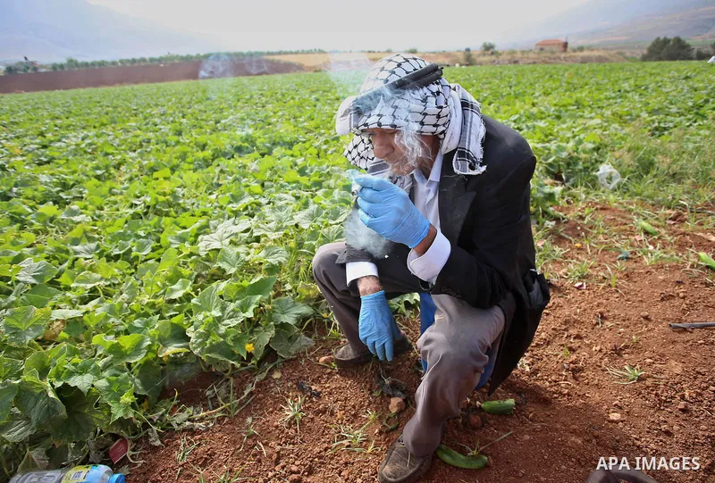 A picture taken on May 1, 2017 shows a Palestinian man harvests cucumber in a field in the West Bank village of Nasariya east of Nablus. Photo by Ayman Ameen