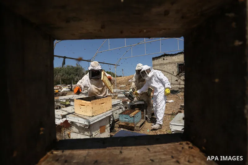 Palestinian beekeepers collect honey from a beehive at a honeybee farm in the Nuseirat refugee camp in the central Gaza Strip, on May 11, 2017. Beekeepers collect honey and wax from the beehives at this time of year. Pho...