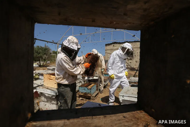Palestinian beekeepers collect honey from a beehive at a honeybee farm in the Nuseirat refugee camp in the central Gaza Strip, on May 11, 2017. Beekeepers collect honey and wax from the beehives at this time of year. Pho...