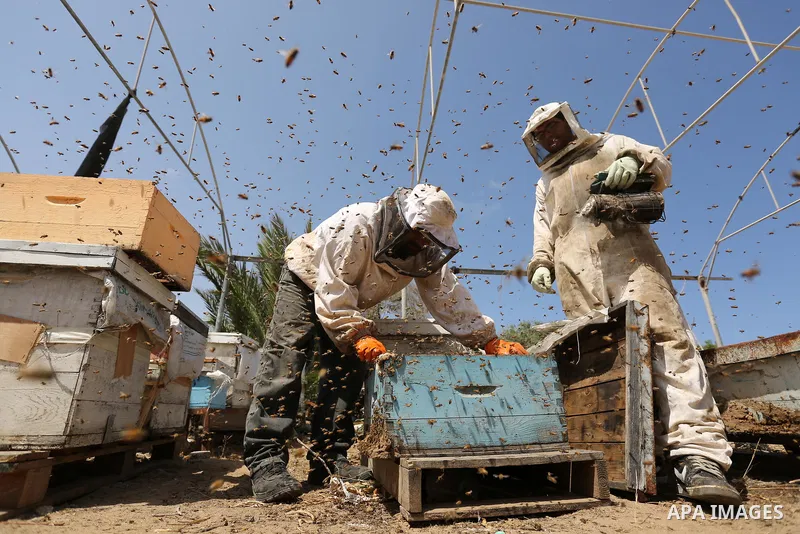 Palestinian beekeepers collect honey from a beehive at a honeybee farm in the Nuseirat refugee camp in the central Gaza Strip, on May 11, 2017. Beekeepers collect honey and wax from the beehives at this time of year. Pho...