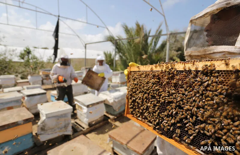 Palestinian beekeepers collect honey from a beehive at a honeybee farm in the Nuseirat refugee camp in the central Gaza Strip, on May 11, 2017. Beekeepers collect honey and wax from the beehives at this time of year. Pho...