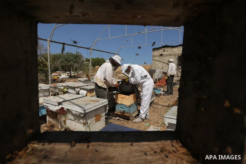Palestinian beekeepers collect honey from a beehive at a honeybee farm in the Nuseirat refugee camp in the central Gaza Strip, on May 11, 2017. Beekeepers collect honey and wax from the beehives at this time of year. Pho...