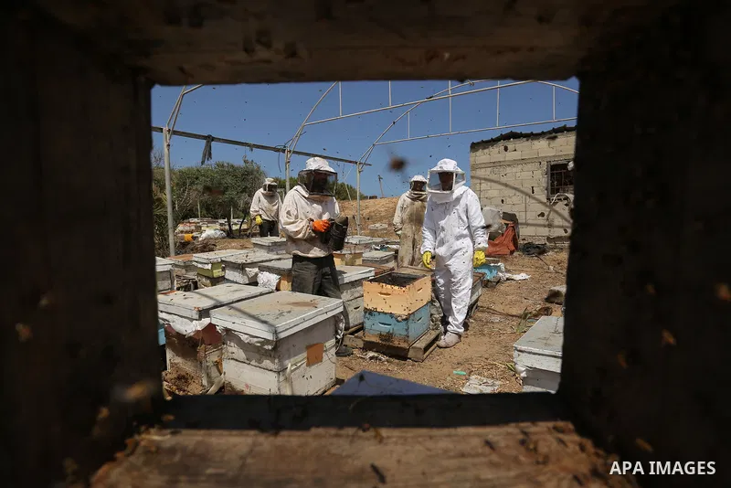 Palestinian beekeepers collect honey from a beehive at a honeybee farm in the Nuseirat refugee camp in the central Gaza Strip, on May 11, 2017. Beekeepers collect honey and wax from the beehives at this time of year. Pho...