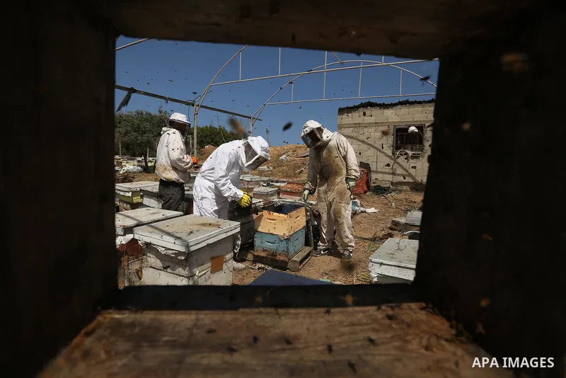 Palestinian beekeepers collect honey from a beehive at a honeybee farm in the Nuseirat refugee camp in the central Gaza Strip, on May 11, 2017. Beekeepers collect honey and wax from the beehives at this time of year. Pho...