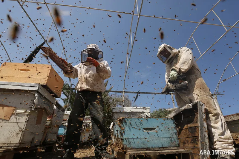 Palestinian beekeepers collect honey from a beehive at a honeybee farm in the Nuseirat refugee camp in the central Gaza Strip, on May 11, 2017. Beekeepers collect honey and wax from the beehives at this time of year. Pho...