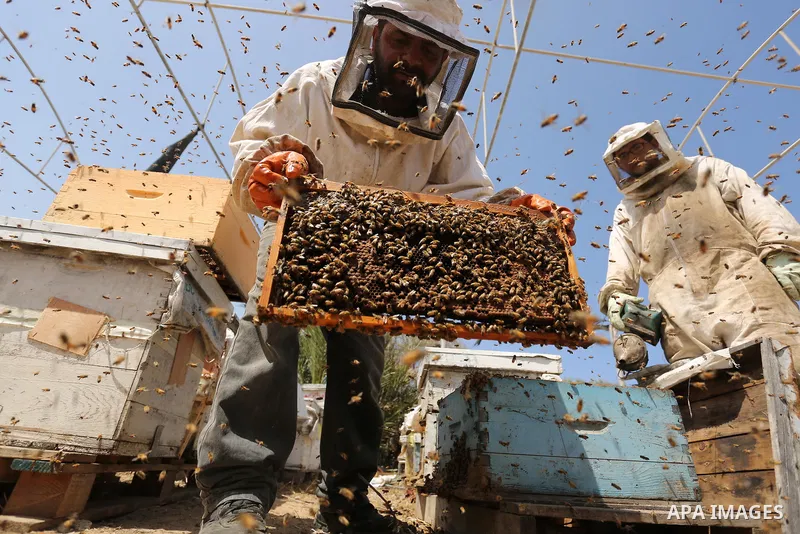 Palestinian beekeepers collect honey from a beehive at a honeybee farm in the Nuseirat refugee camp in the central Gaza Strip, on May 11, 2017. Beekeepers collect honey and wax from the beehives at this time of year. Pho...