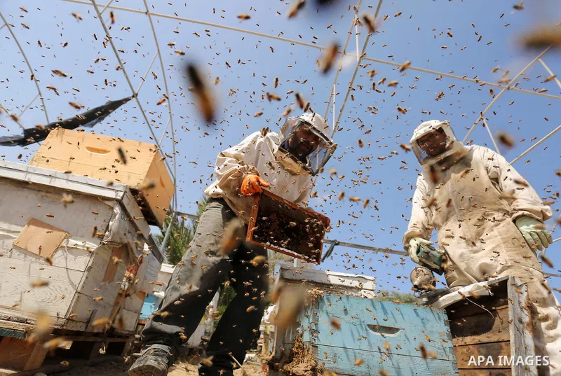 Palestinian beekeepers collect honey from a beehive at a honeybee farm in the Nuseirat refugee camp in the central Gaza Strip, on May 11, 2017. Beekeepers collect honey and wax from the beehives at this time of year. Pho...