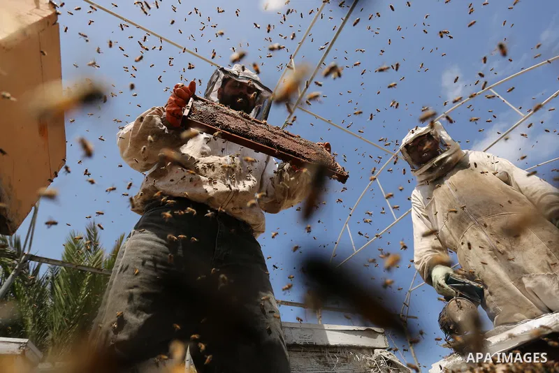 Palestinian beekeepers collect honey from a beehive at a honeybee farm in the Nuseirat refugee camp in the central Gaza Strip, on May 11, 2017. Beekeepers collect honey and wax from the beehives at this time of year. Pho...