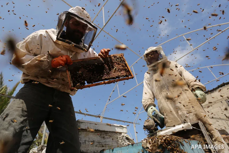 Palestinian beekeepers collect honey from a beehive at a honeybee farm in the Nuseirat refugee camp in the central Gaza Strip, on May 11, 2017. Beekeepers collect honey and wax from the beehives at this time of year. Pho...