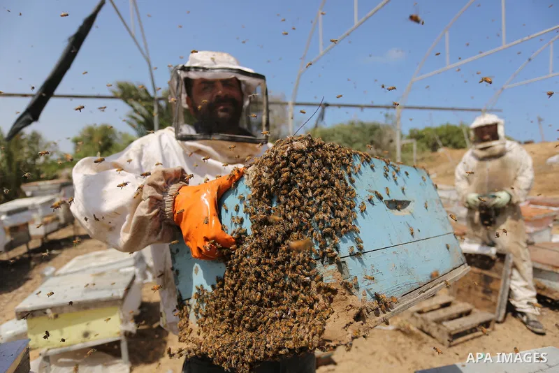 Palestinian beekeepers collect honey from a beehive at a honeybee farm in the Nuseirat refugee camp in the central Gaza Strip, on May 11, 2017. Beekeepers collect honey and wax from the beehives at this time of year. Pho...