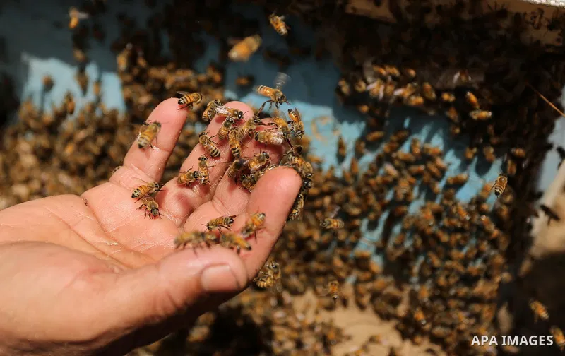 Palestinian beekeepers collect honey from a beehive at a honeybee farm in the Nuseirat refugee camp in the central Gaza Strip, on May 11, 2017. Beekeepers collect honey and wax from the beehives at this time of year. Pho...