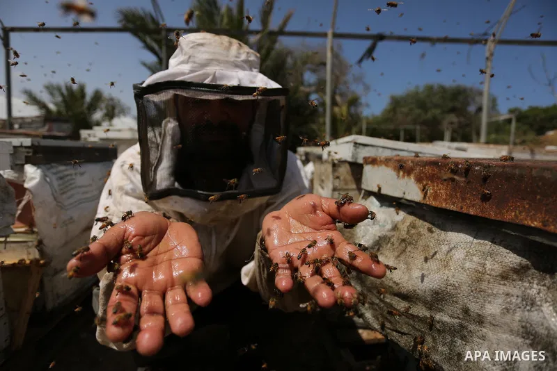 Palestinian beekeepers collect honey from a beehive at a honeybee farm in the Nuseirat refugee camp in the central Gaza Strip, on May 11, 2017. Beekeepers collect honey and wax from the beehives at this time of year. Pho...