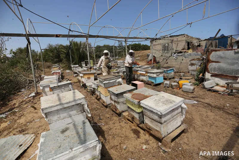 Palestinian beekeepers collect honey from a beehive at a honeybee farm in the Nuseirat refugee camp in the central Gaza Strip, on May 11, 2017. Beekeepers collect honey and wax from the beehives at this time of year. Pho...