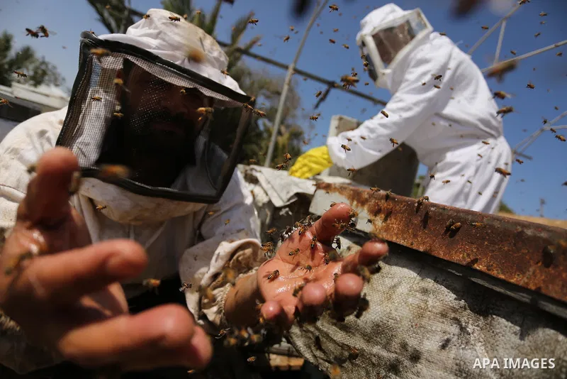 Palestinian beekeepers collect honey from a beehive at a honeybee farm in the Nuseirat refugee camp in the central Gaza Strip, on May 11, 2017. Beekeepers collect honey and wax from the beehives at this time of year. Pho...