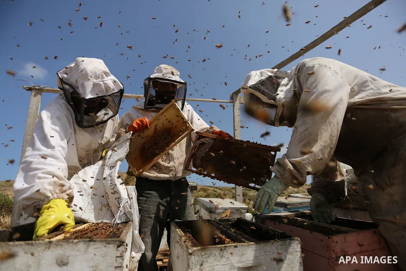 Palestinian beekeepers collect honey from a beehive at a honeybee farm in the Nuseirat refugee camp in the central Gaza Strip, on May 11, 2017. Beekeepers collect honey and wax from the beehives at this time of year. Pho...