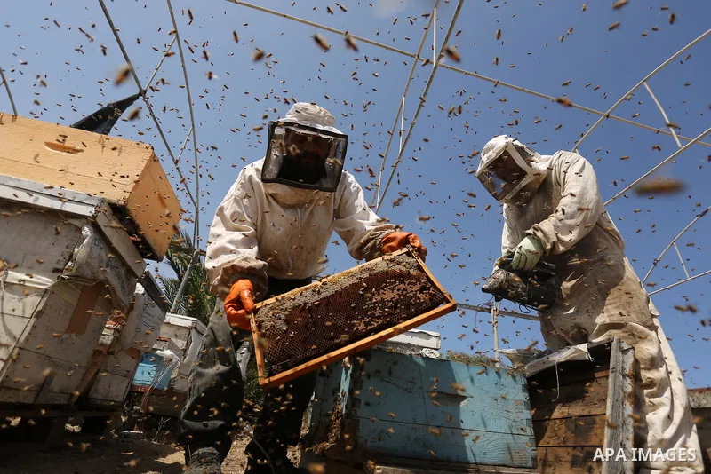 Palestinian beekeepers collect honey from a beehive at a honeybee farm in the Nuseirat refugee camp in the central Gaza Strip, on May 11, 2017. Beekeepers collect honey and wax from the beehives at this time of year. Pho...