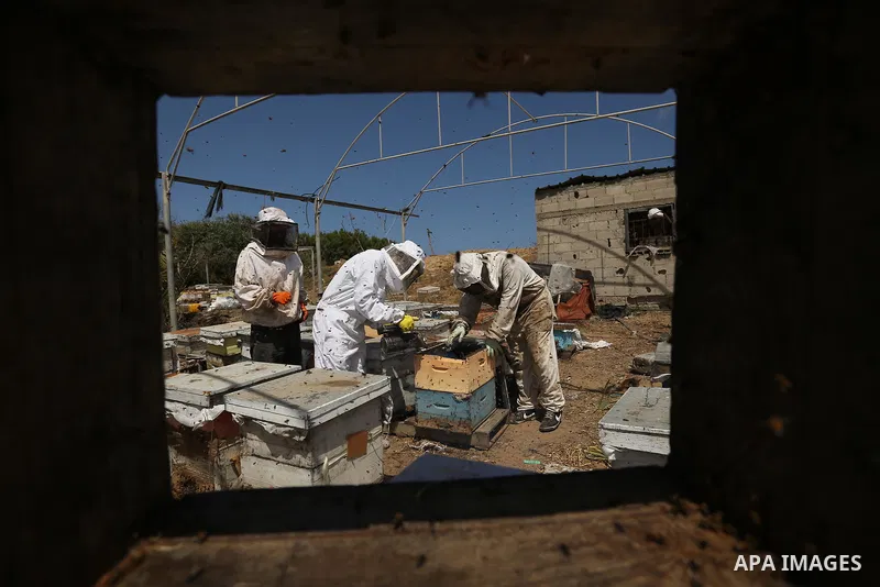 Palestinian beekeepers collect honey from a beehive at a honeybee farm in the Nuseirat refugee camp in the central Gaza Strip, on May 11, 2017. Beekeepers collect honey and wax from the beehives at this time of year. Pho...