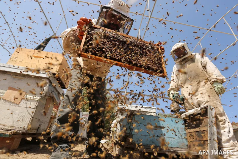 Palestinian beekeepers collect honey from a beehive at a honeybee farm in the Nuseirat refugee camp in the central Gaza Strip, on May 11, 2017. Beekeepers collect honey and wax from the beehives at this time of year. Pho...