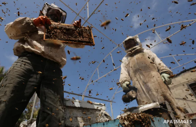 Palestinian beekeepers collect honey from a beehive at a honeybee farm in the Nuseirat refugee camp in the central Gaza Strip, on May 11, 2017. Beekeepers collect honey and wax from the beehives at this time of year. Pho...