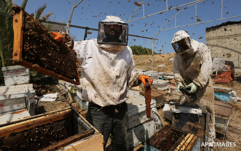 Palestinian beekeepers collect honey from a beehive at a honeybee farm in the Nuseirat refugee camp in the central Gaza Strip, on May 11, 2017. Beekeepers collect honey and wax from the beehives at this time of year. Pho...