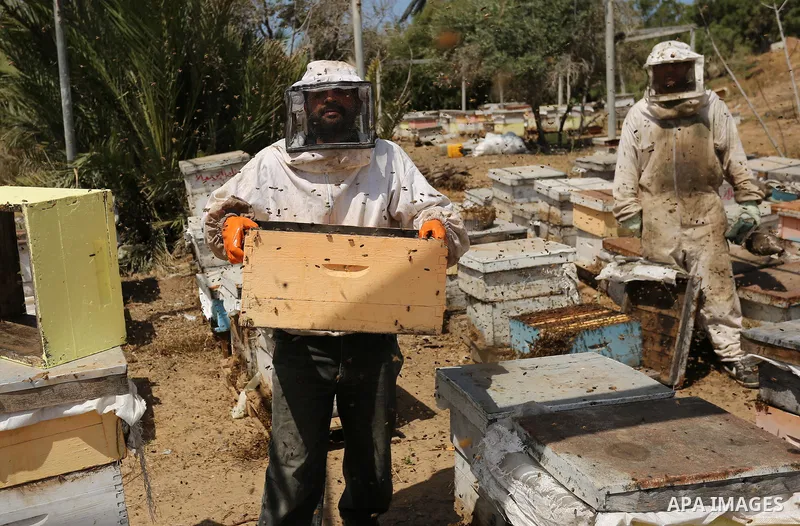 Palestinian beekeepers collect honey from a beehive at a honeybee farm in the Nuseirat refugee camp in the central Gaza Strip, on May 11, 2017. Beekeepers collect honey and wax from the beehives at this time of year. Pho...