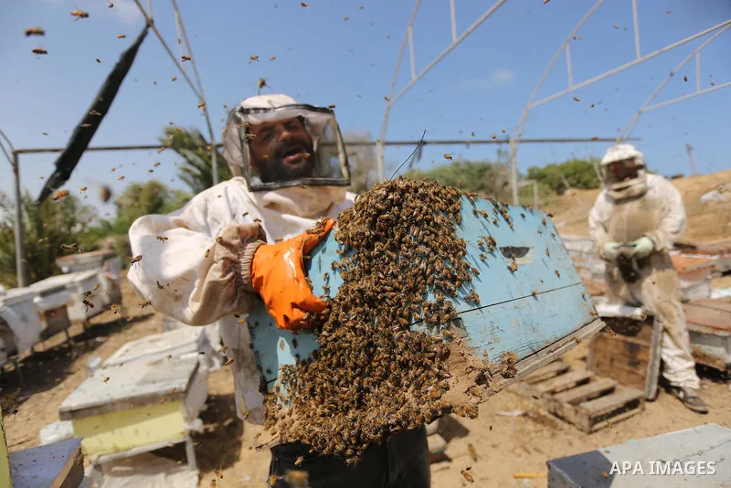 Palestinian beekeepers collect honey from a beehive at a honeybee farm in the Nuseirat refugee camp in the central Gaza Strip, on May 11, 2017. Beekeepers collect honey and wax from the beehives at this time of year. Pho...