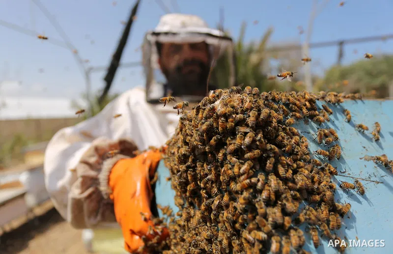 Palestinian beekeepers collect honey from a beehive at a honeybee farm in the Nuseirat refugee camp in the central Gaza Strip, on May 11, 2017. Beekeepers collect honey and wax from the beehives at this time of year. Pho...