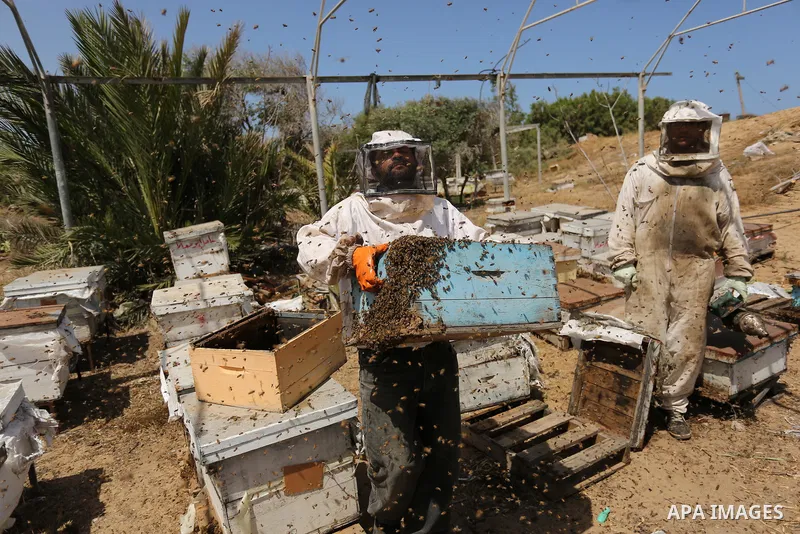 Palestinian beekeepers collect honey from a beehive at a honeybee farm in the Nuseirat refugee camp in the central Gaza Strip, on May 11, 2017. Beekeepers collect honey and wax from the beehives at this time of year. Pho...