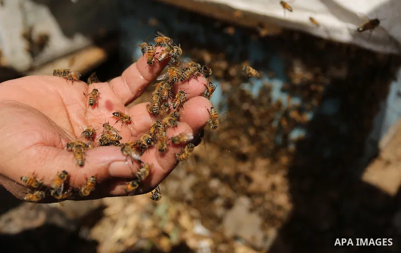 Palestinian beekeepers collect honey from a beehive at a honeybee farm in the Nuseirat refugee camp in the central Gaza Strip, on May 11, 2017. Beekeepers collect honey and wax from the beehives at this time of year. Pho...