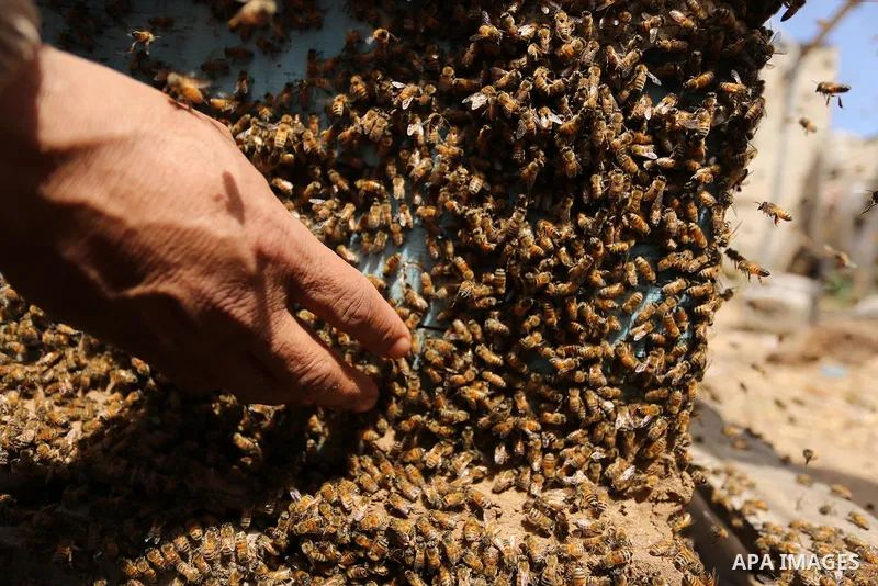 Palestinian beekeepers collect honey from a beehive at a honeybee farm in the Nuseirat refugee camp in the central Gaza Strip, on May 11, 2017. Beekeepers collect honey and wax from the beehives at this time of year. Pho...