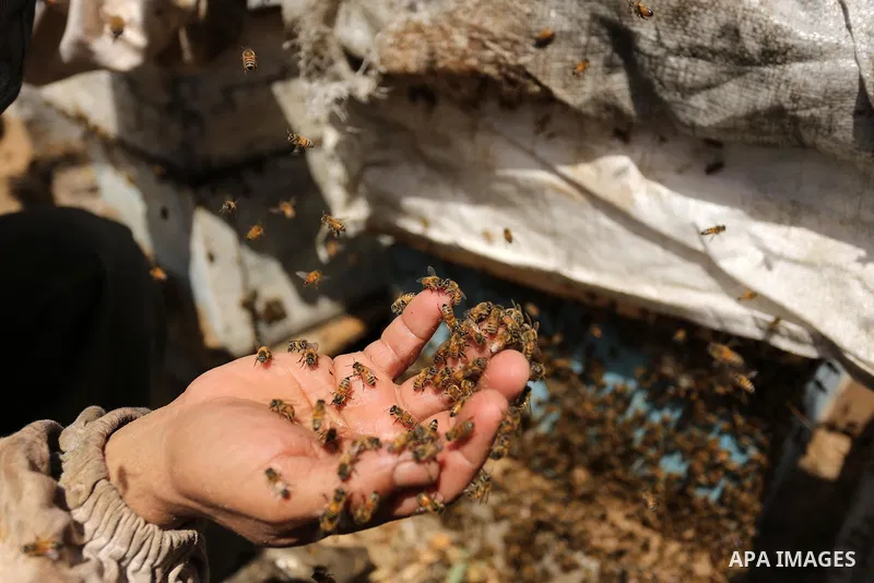 Palestinian beekeepers collect honey from a beehive at a honeybee farm in the Nuseirat refugee camp in the central Gaza Strip, on May 11, 2017. Beekeepers collect honey and wax from the beehives at this time of year. Pho...