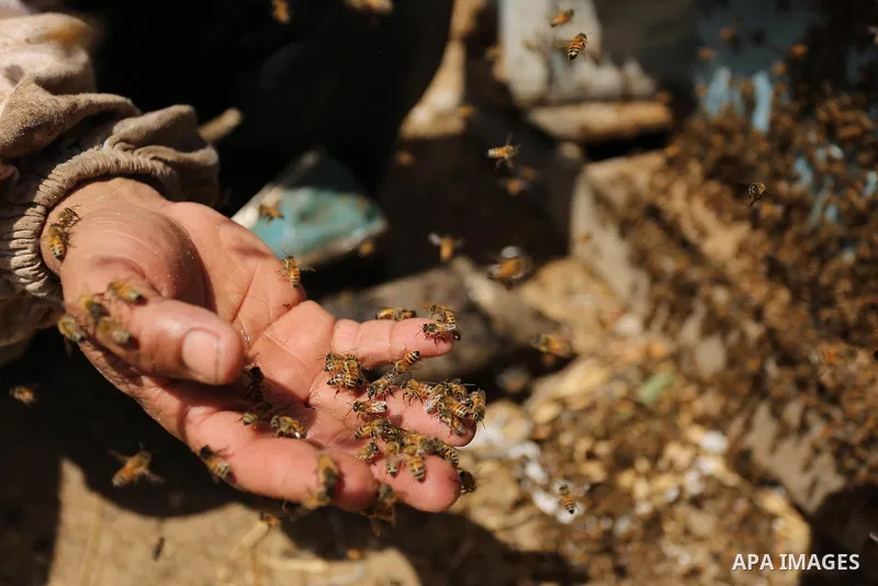 Palestinian beekeepers collect honey from a beehive at a honeybee farm in the Nuseirat refugee camp in the central Gaza Strip, on May 11, 2017. Beekeepers collect honey and wax from the beehives at this time of year. Pho...