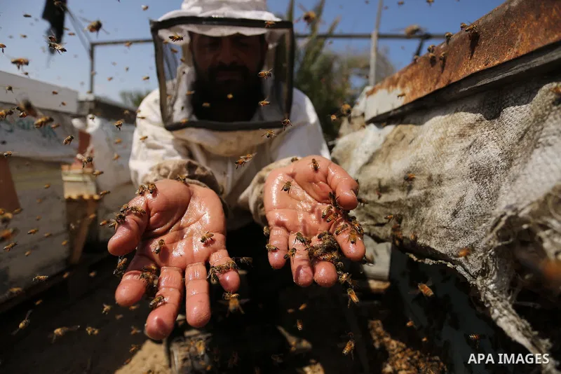 Palestinian beekeepers collect honey from a beehive at a honeybee farm in the Nuseirat refugee camp in the central Gaza Strip, on May 11, 2017. Beekeepers collect honey and wax from the beehives at this time of year. Pho...