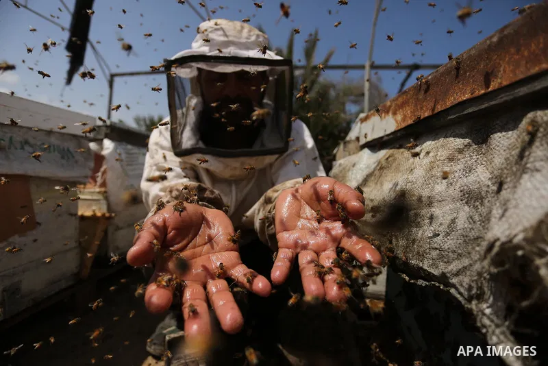 Palestinian beekeepers collect honey from a beehive at a honeybee farm in the Nuseirat refugee camp in the central Gaza Strip, on May 11, 2017. Beekeepers collect honey and wax from the beehives at this time of year. Pho...