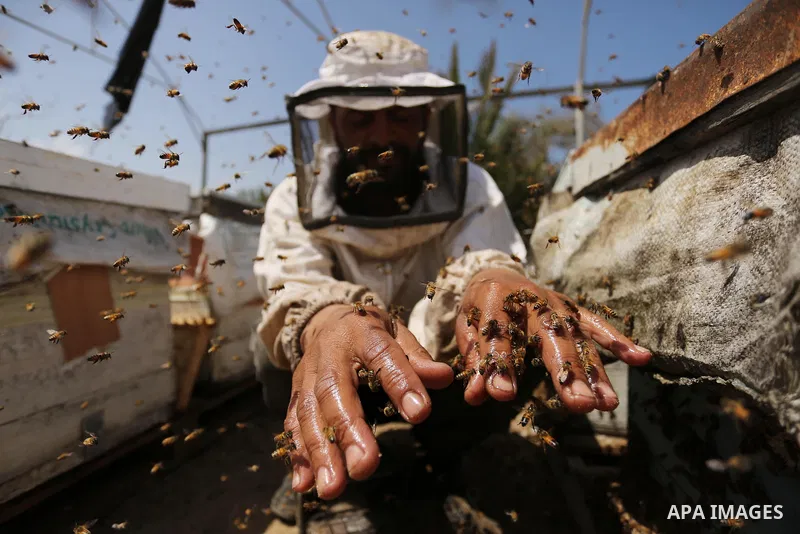Palestinian beekeepers collect honey from a beehive at a honeybee farm in the Nuseirat refugee camp in the central Gaza Strip, on May 11, 2017. Beekeepers collect honey and wax from the beehives at this time of year. Pho...