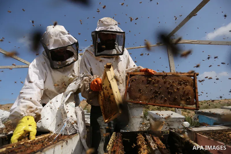 Palestinian beekeepers collect honey from a beehive at a honeybee farm in the Nuseirat refugee camp in the central Gaza Strip, on May 11, 2017. Beekeepers collect honey and wax from the beehives at this time of year. Pho...