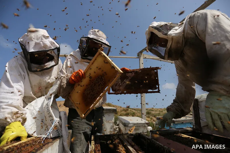 Palestinian beekeepers collect honey from a beehive at a honeybee farm in the Nuseirat refugee camp in the central Gaza Strip, on May 11, 2017. Beekeepers collect honey and wax from the beehives at this time of year. Pho...