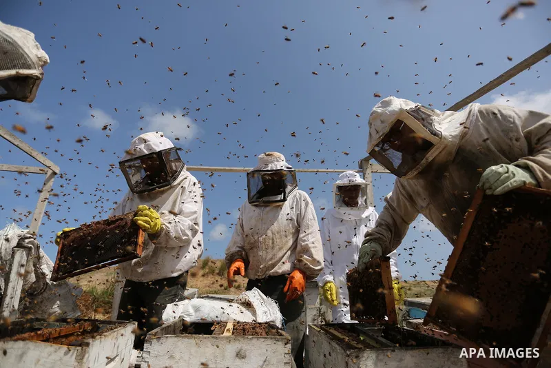 Palestinian beekeepers collect honey from a beehive at a honeybee farm in the Nuseirat refugee camp in the central Gaza Strip, on May 11, 2017. Beekeepers collect honey and wax from the beehives at this time of year. Pho...