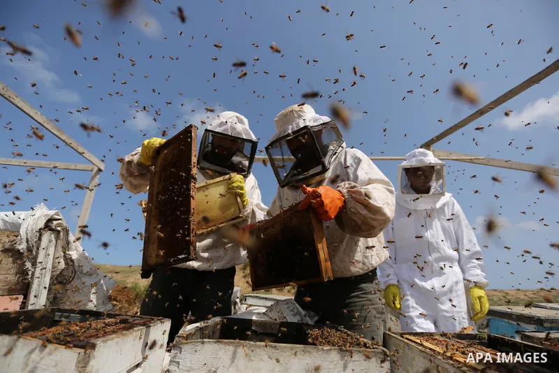 Palestinian beekeepers collect honey from a beehive at a honeybee farm in the Nuseirat refugee camp in the central Gaza Strip, on May 11, 2017. Beekeepers collect honey and wax from the beehives at this time of year. Pho...