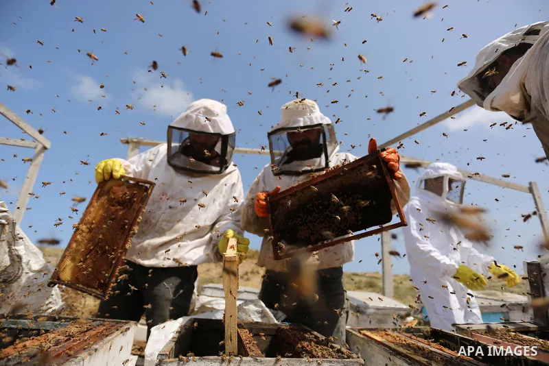 Palestinian beekeepers collect honey from a beehive at a honeybee farm in the Nuseirat refugee camp in the central Gaza Strip, on May 11, 2017. Beekeepers collect honey and wax from the beehives at this time of year. Pho...