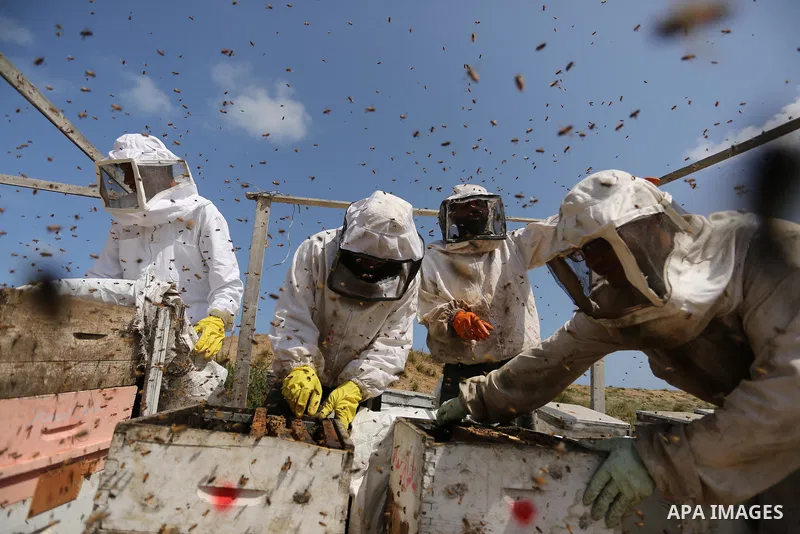 Palestinian beekeepers collect honey from a beehive at a honeybee farm in the Nuseirat refugee camp in the central Gaza Strip, on May 11, 2017. Beekeepers collect honey and wax from the beehives at this time of year. Pho...