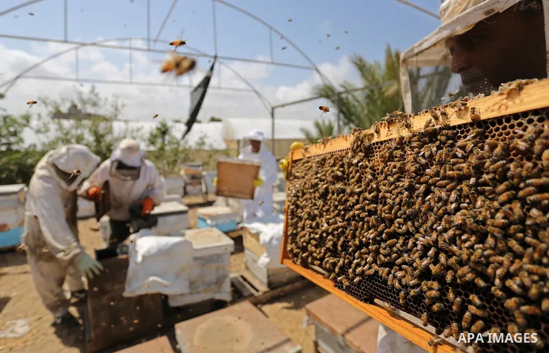 Palestinian beekeepers collect honey from a beehive at a honeybee farm in the Nuseirat refugee camp in the central Gaza Strip, on May 11, 2017. Beekeepers collect honey and wax from the beehives at this time of year. Pho...